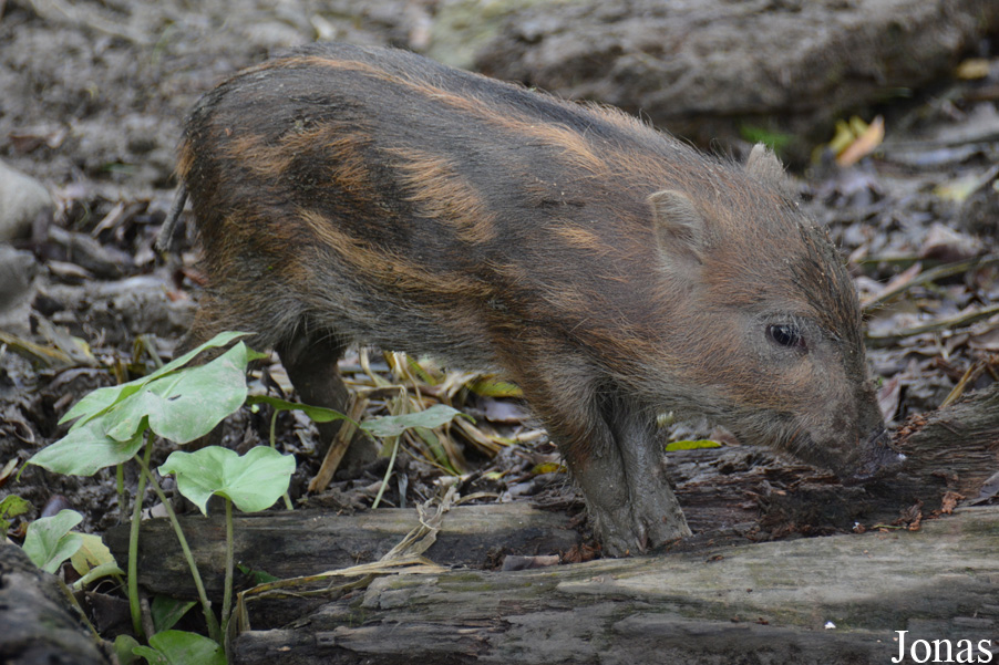 Sus scrofa taivanus