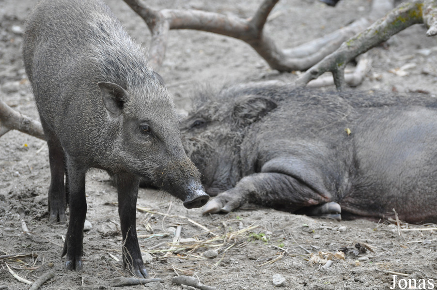 Sus scrofa vittatus
