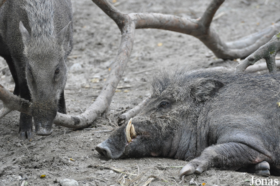 Sus scrofa vittatus