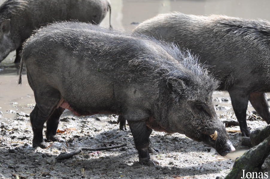 Sus scrofa vittatus