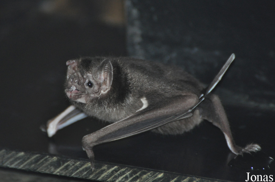 Desmodus rotundus murinius