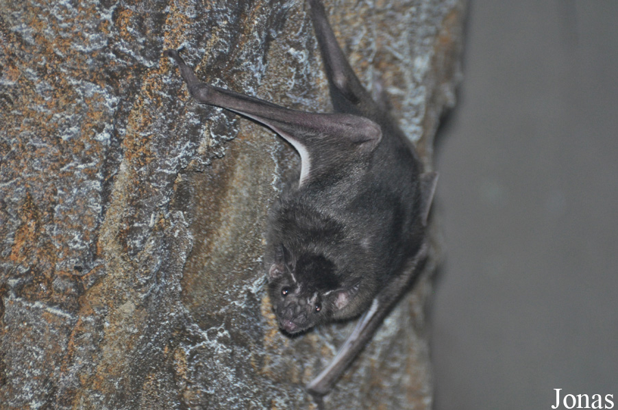 Desmodus rotundus murinius