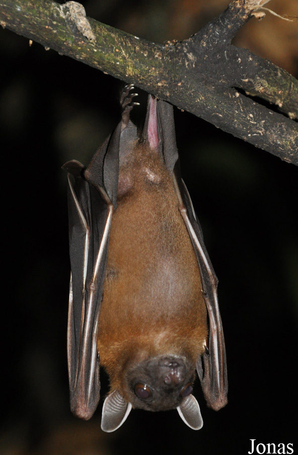 Cynopterus brachyotis