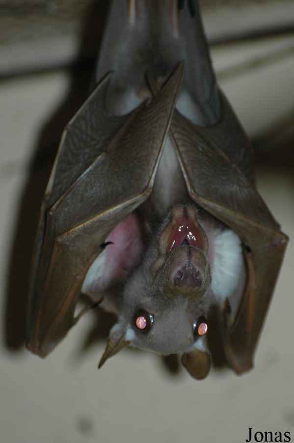 Epomophorus wahlbergi