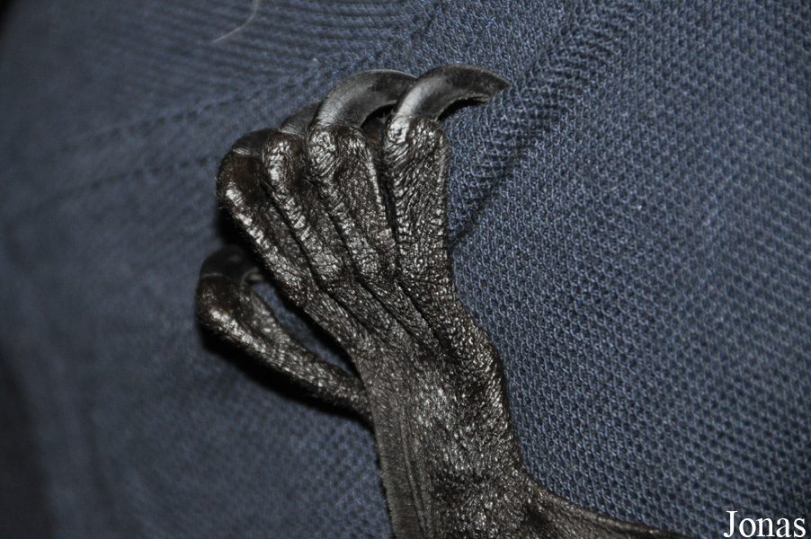Pteropus giganteus