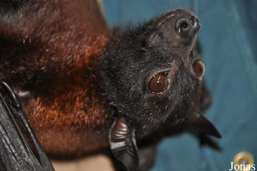Pteropus giganteus