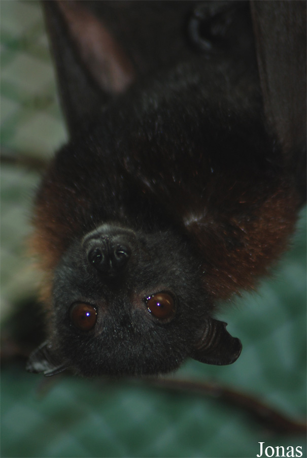 Pteropus hypomelanus
