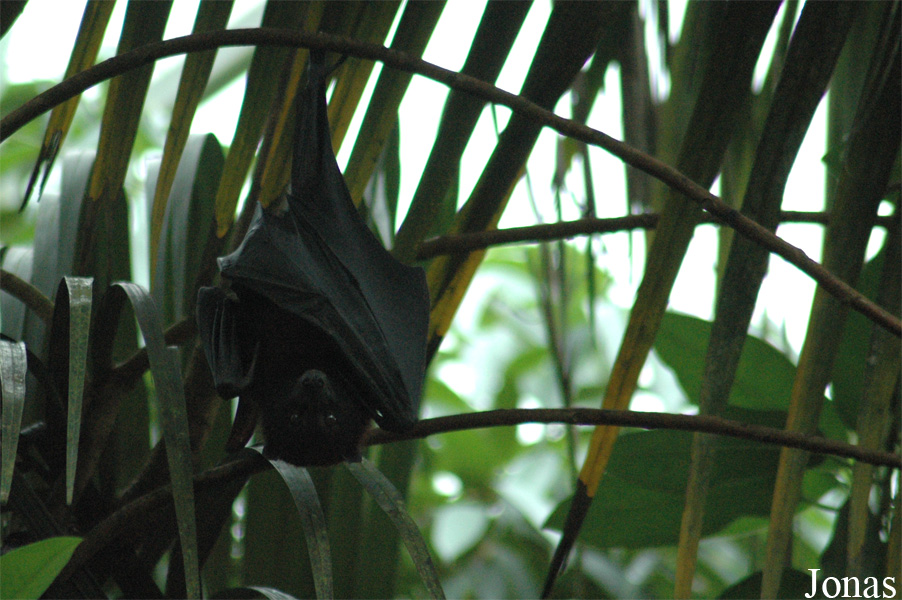 Pteropus hypomelanus
