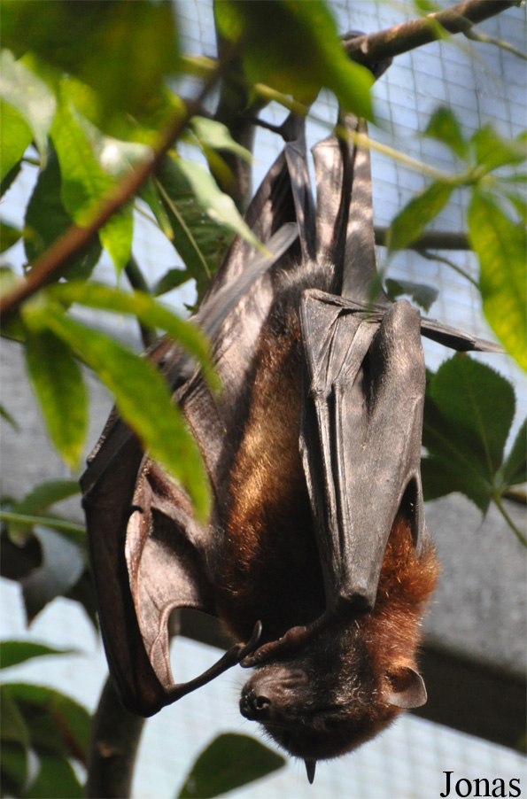 Pteropus hypomelanus condorensis