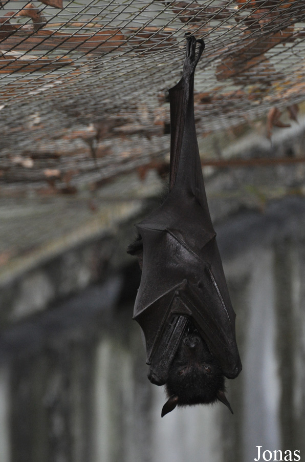 Pteropus vampyrus