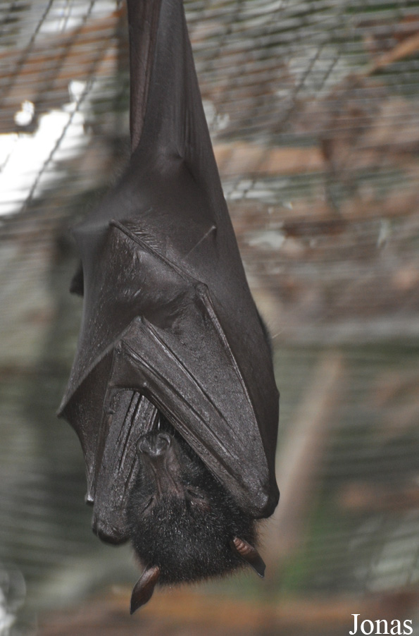 Pteropus vampyrus
