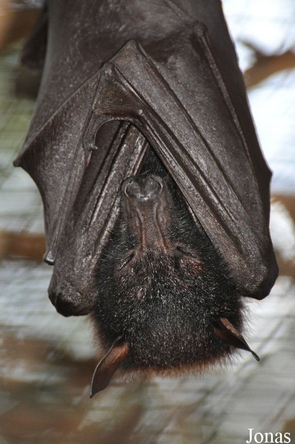 Pteropus vampyrus