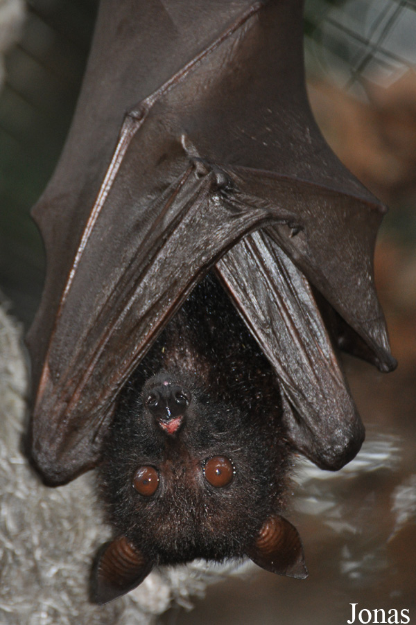 Pteropus vampyrus