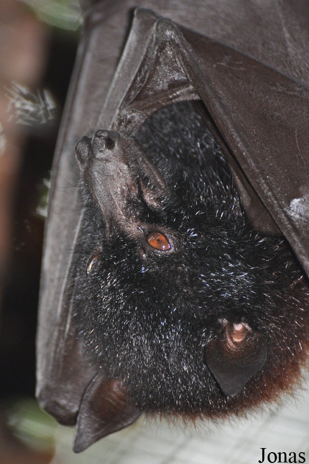 Pteropus vampyrus