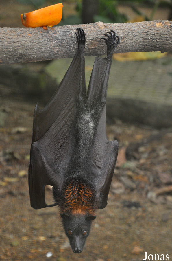 Pteropus vampyrus