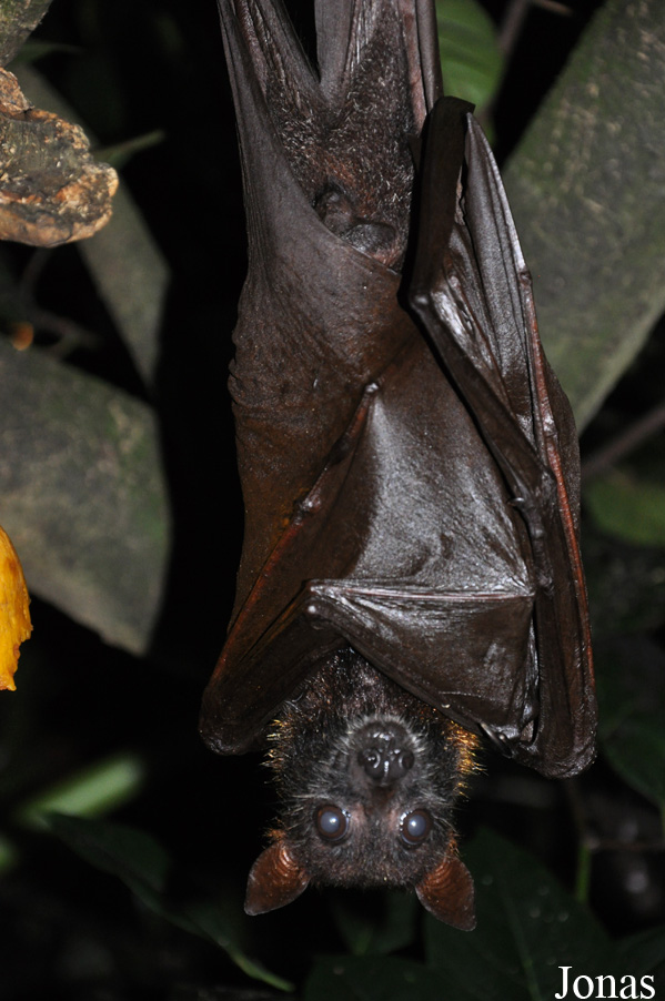 Pteropus vampyrus