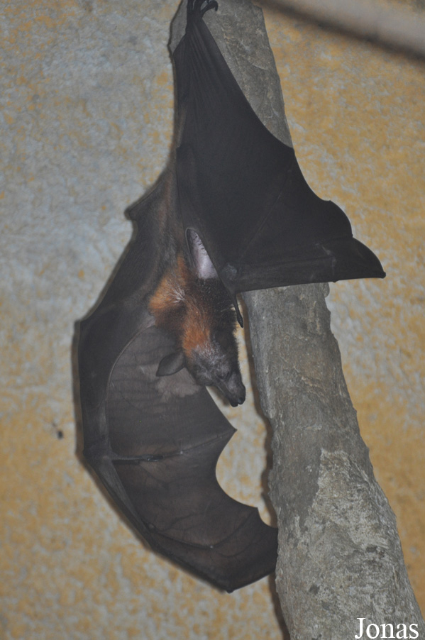 Pteropus vampyrus