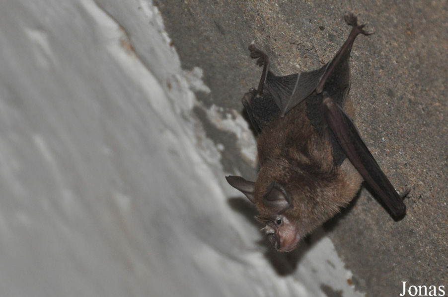 Rhinolophus landeri / Axim