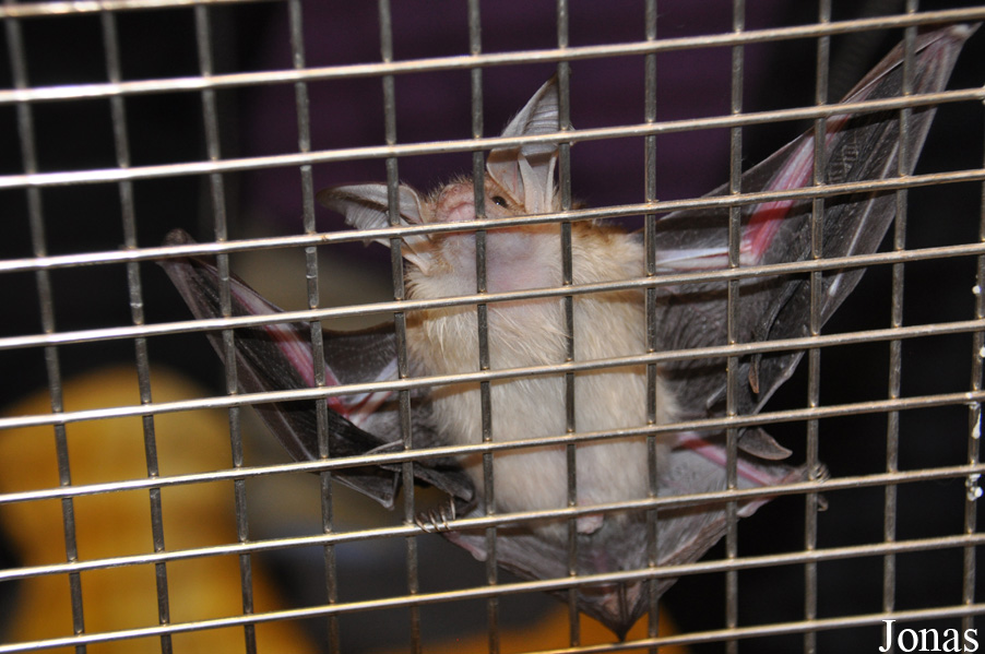 Antrozous pallidus