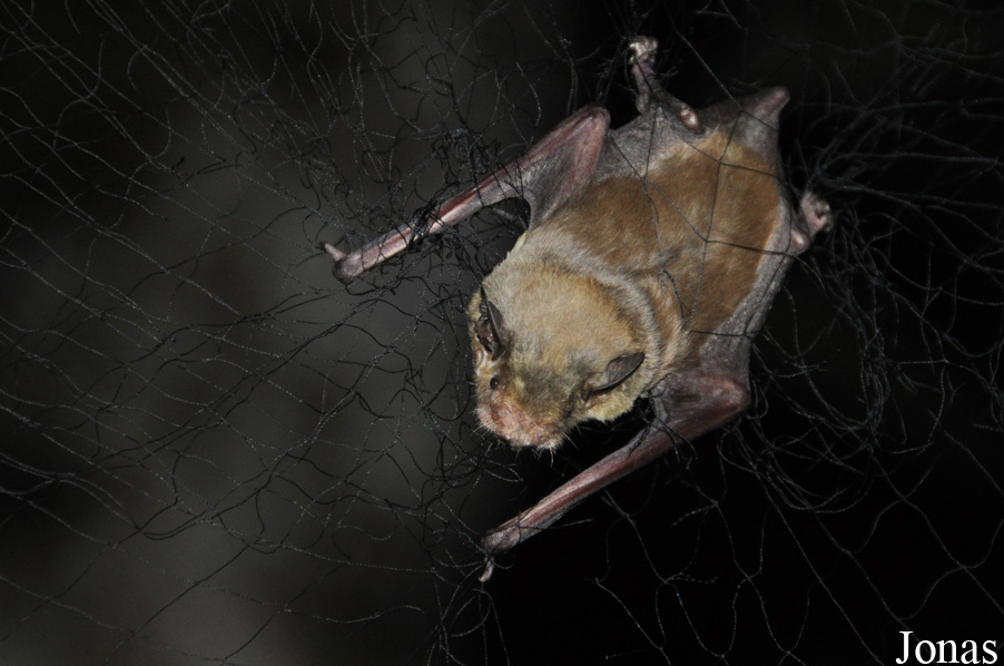 Scotophilus dinganii / Boabeng-Fiema Monkey Sanctuary