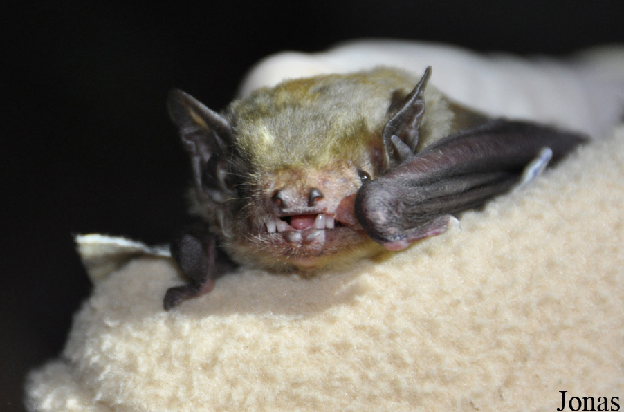 Scotophilus dinganii / Boabeng-Fiema Monkey Sanctuary