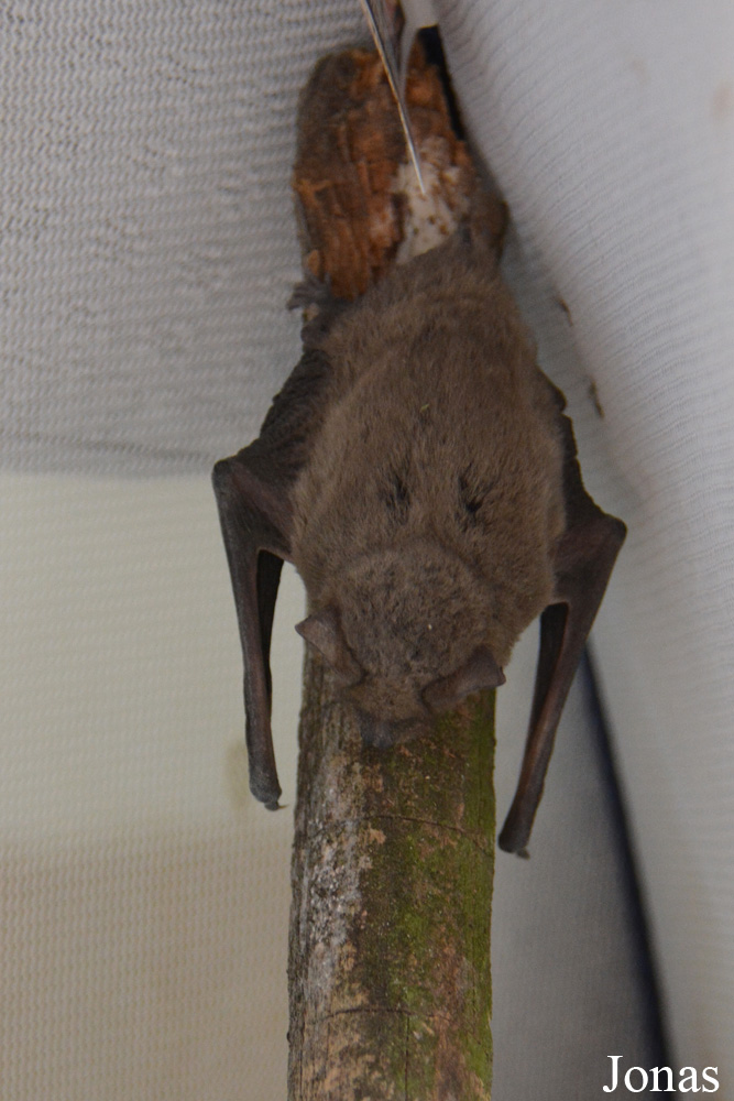 Vespertilio murinus
