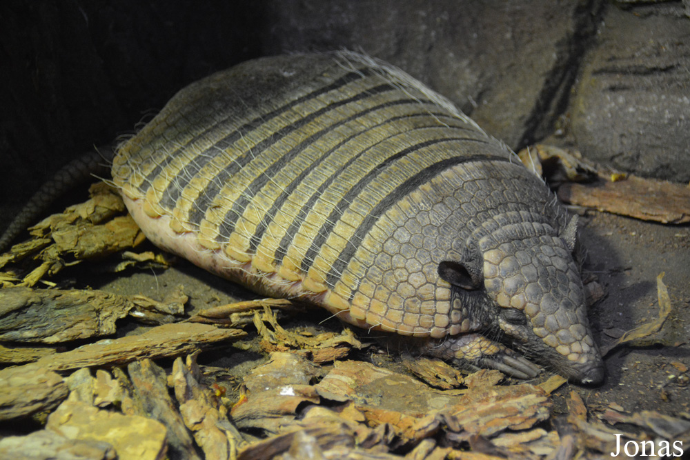 Euphractus sexcinctus