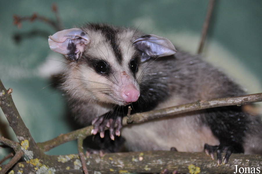 Didelphis albiventris