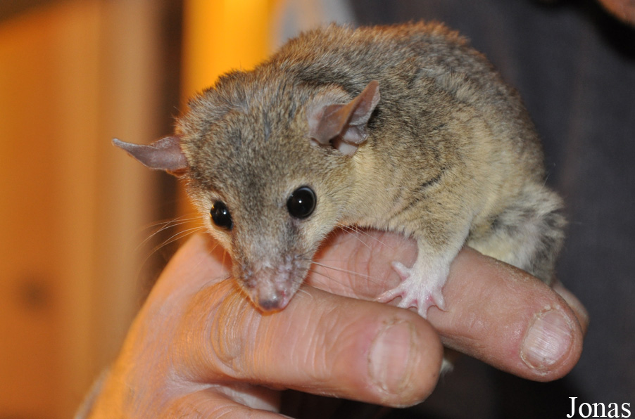 Monodelphis domestica