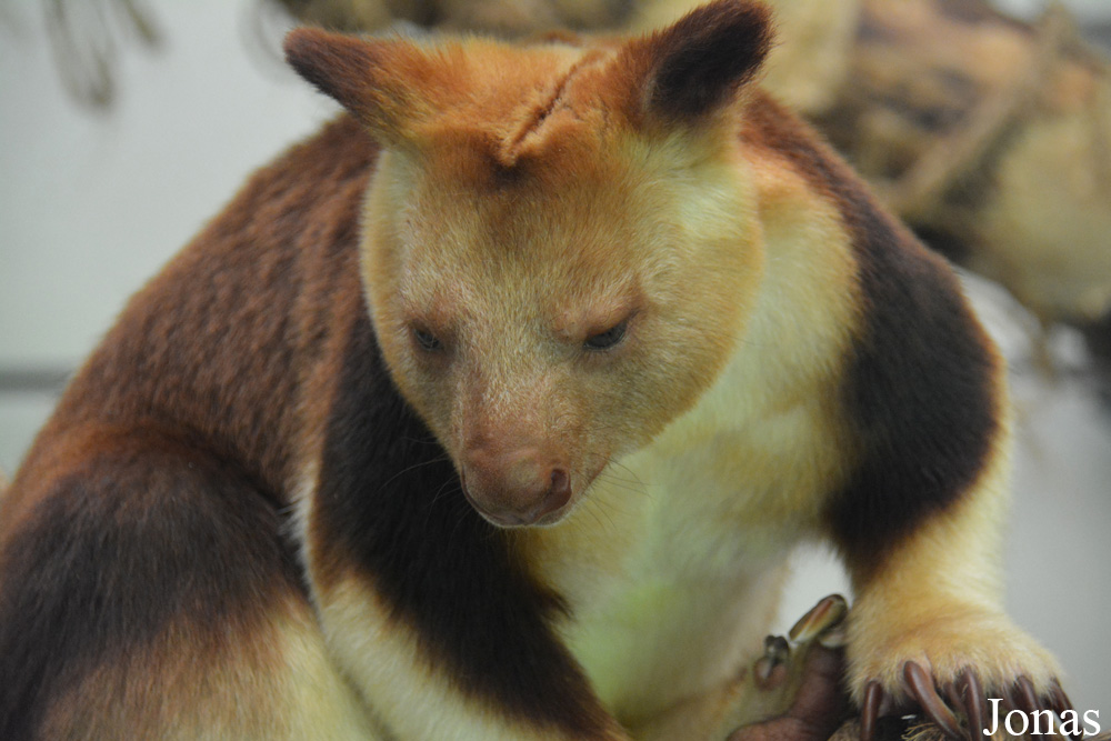 Dendrolagus goodfellowi buergersi