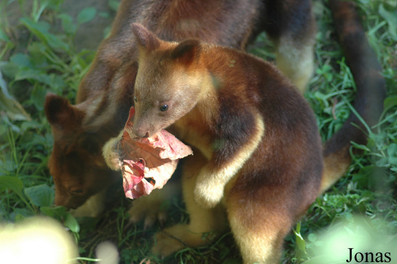 Dendrolagus goodfellowi buergersi