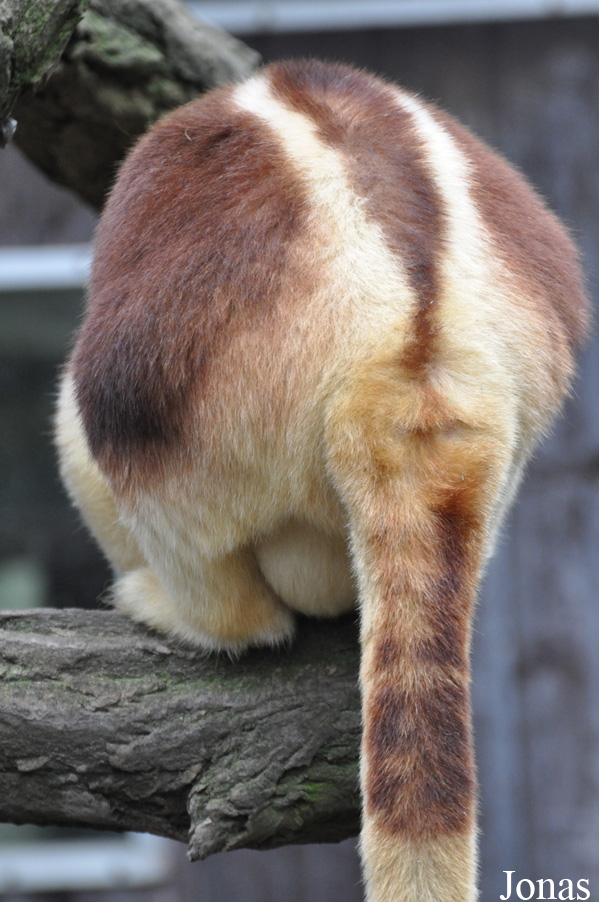 Dendrolagus goodfellowi buergersi
