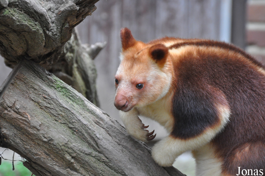 Dendrolagus goodfellowi buergersi