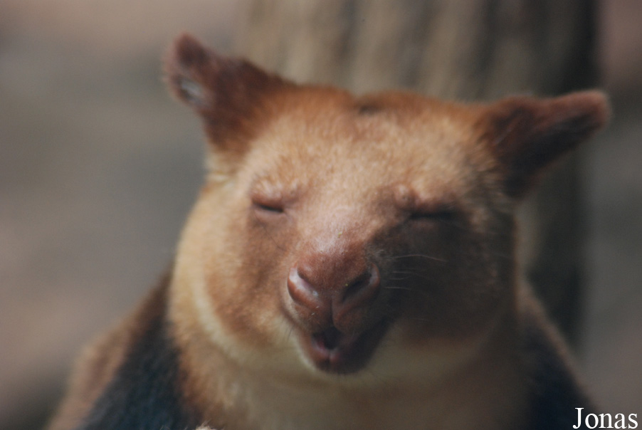Dendrolagus goodfellowi buergersi
