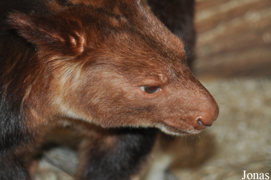 Dendrolagus goodfellowi buergersi