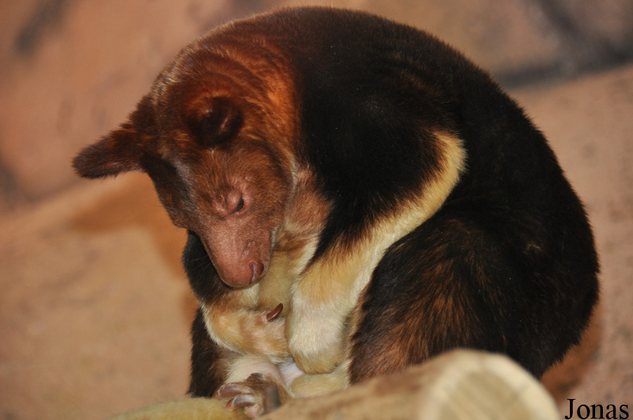 Dendrolagus goodfellowi buergersi