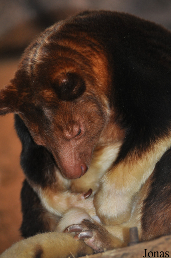 Dendrolagus goodfellowi buergersi