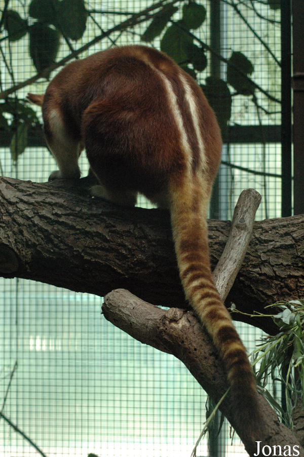 Dendrolagus goodfellowi buergersi