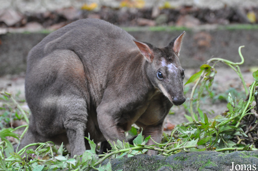 Dorcopsis muelleri