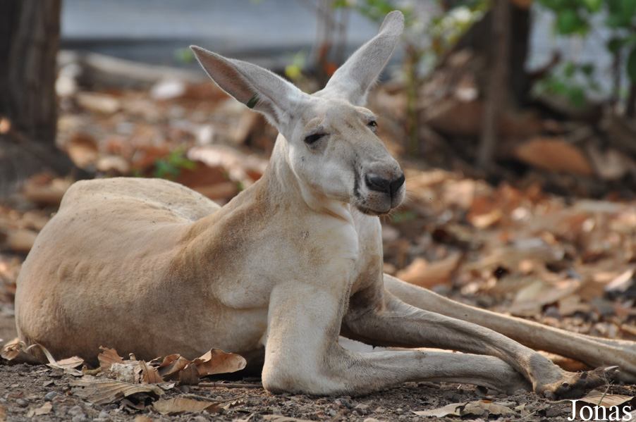 Macropus rufus