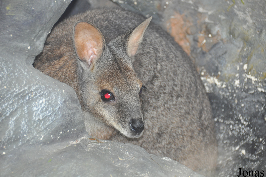 Macropus eugenii eugenii