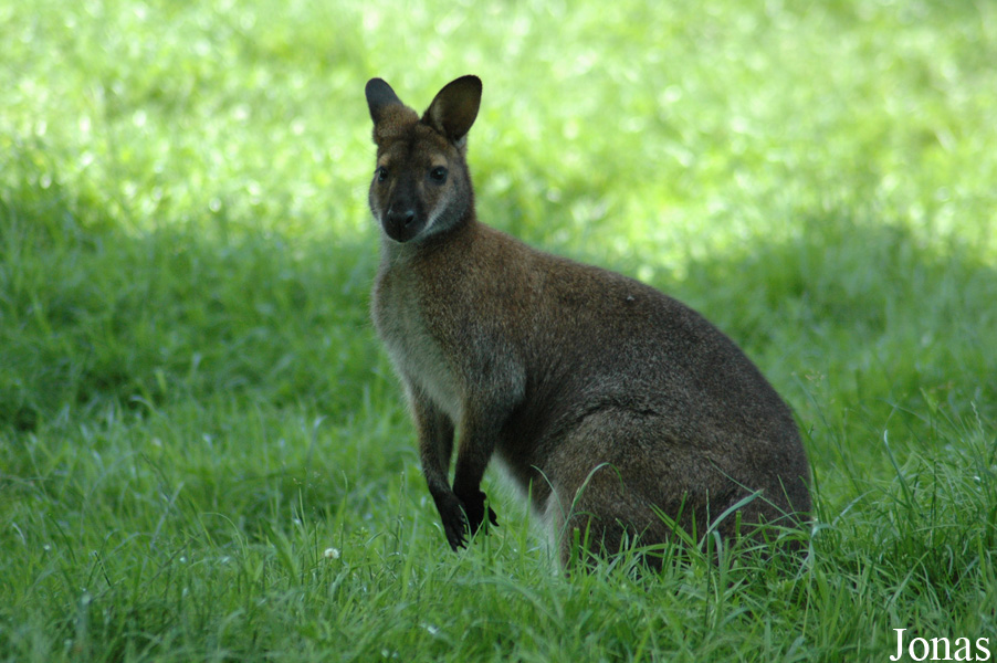 Notamacropus rufogriseus