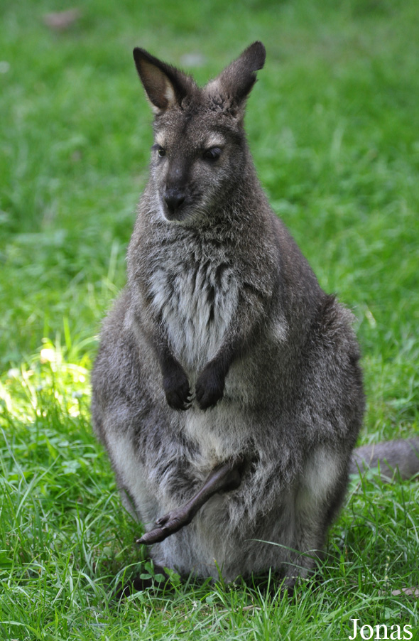 Notamacropus rufogriseus