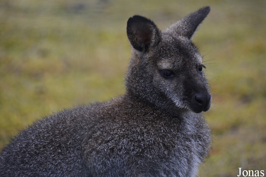 Notamacropus rufogriseus