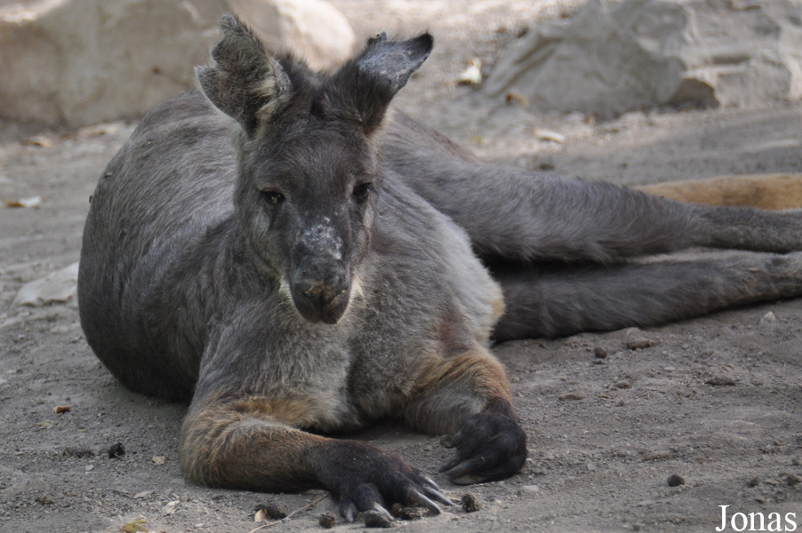 Osphranter robustus