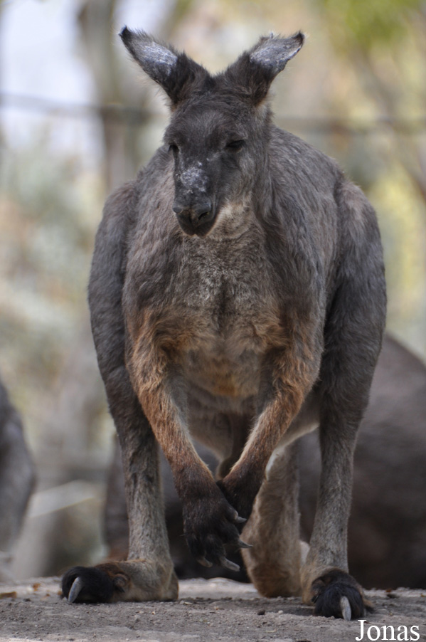 Osphranter robustus