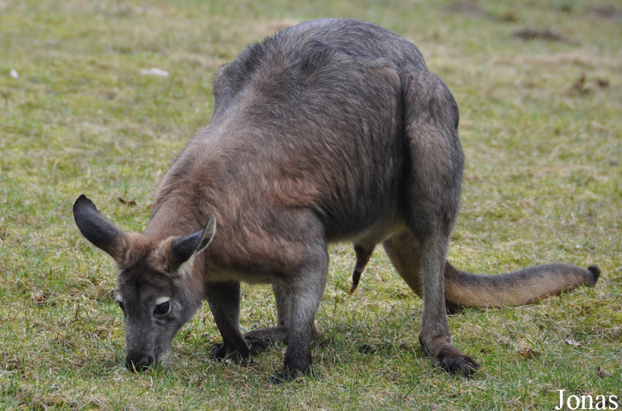 Osphranter robustus erubescens