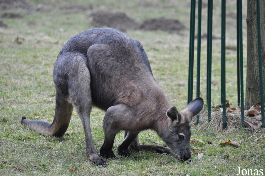 Osphranter robustus erubescens