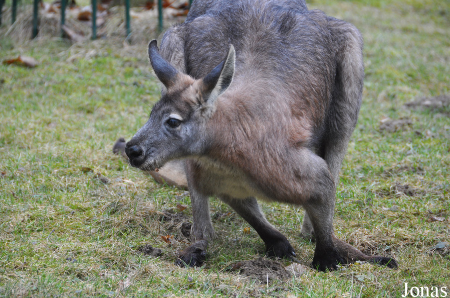 Osphranter robustus erubescens