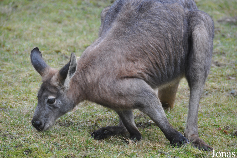 Osphranter robustus erubescens